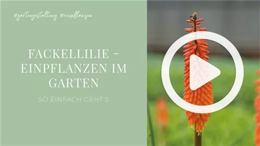 Fackellilie - Einpflanzen im Garten