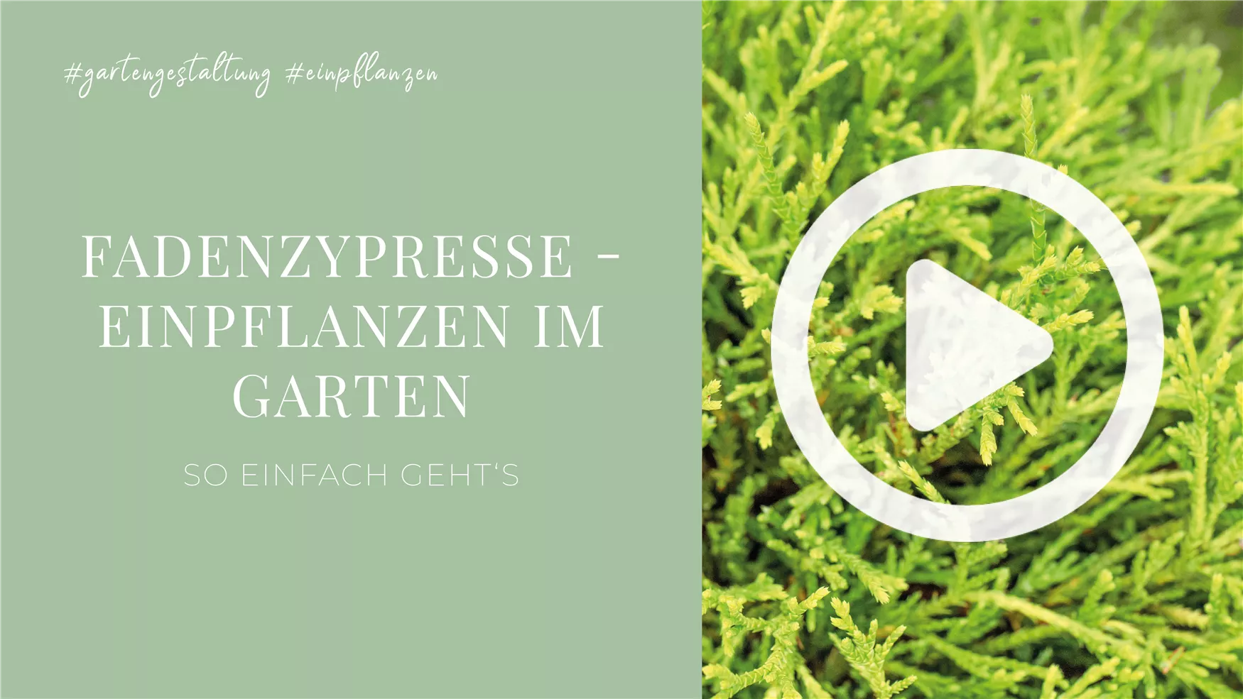 Fadenzypresse - Einpflanzen im Garten Fadenzypresse - Einpflanzen im Garten