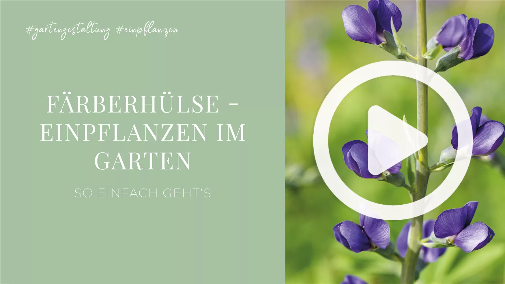 Färberhülse - Einpflanzen im Garten Färberhülse - Einpflanzen im Garten
