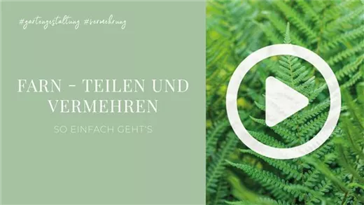 Farn - Teilen und Vermehren Farn - Teilen und Vermehren