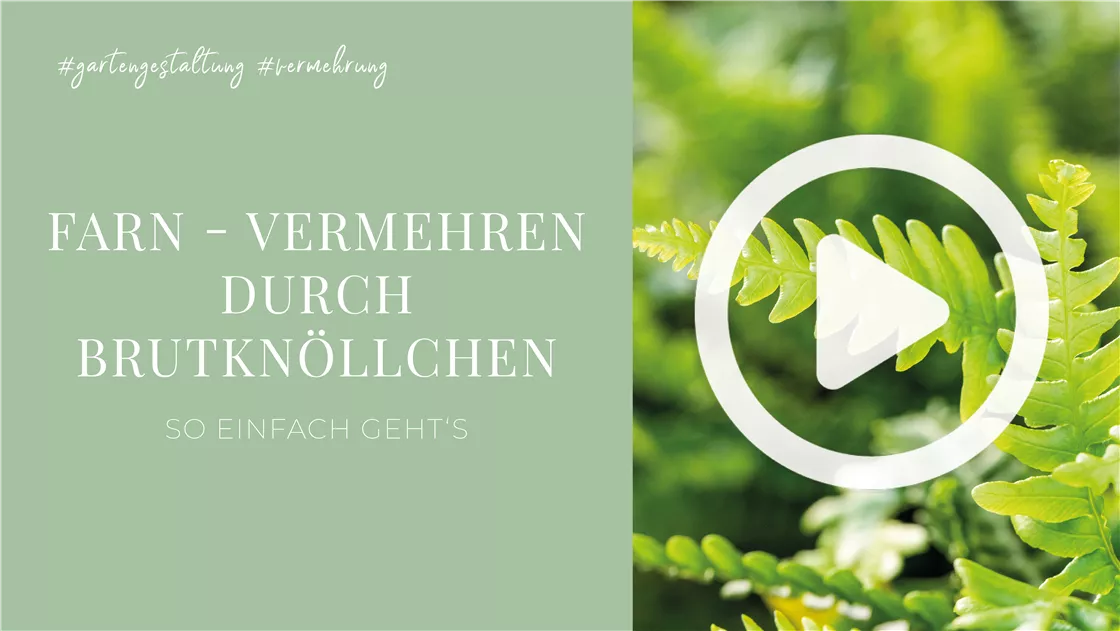 Farn - Vermehren durch Brutknllchen