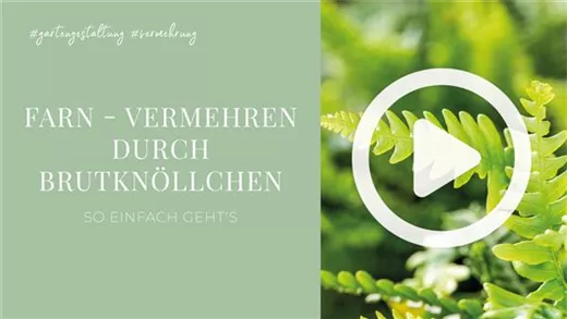 Farn - Vermehren durch Brutknöllchen