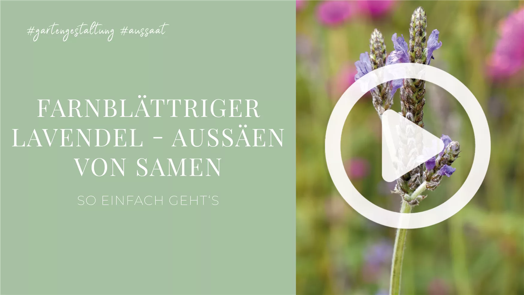Farnblättriger Lavendel - Aussäen von Samen Farnblättriger Lavendel - Aussäen von Samen