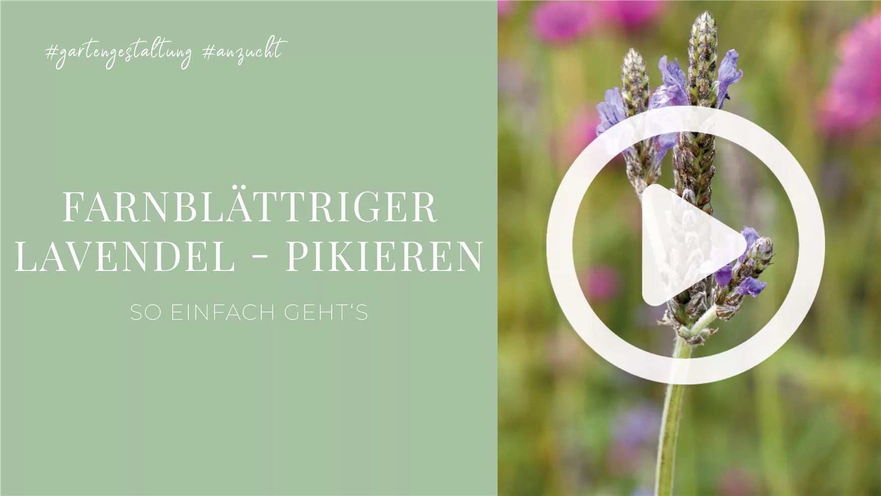 Farnblättriger Lavendel - Pikieren Farnblättriger Lavendel - Pikieren