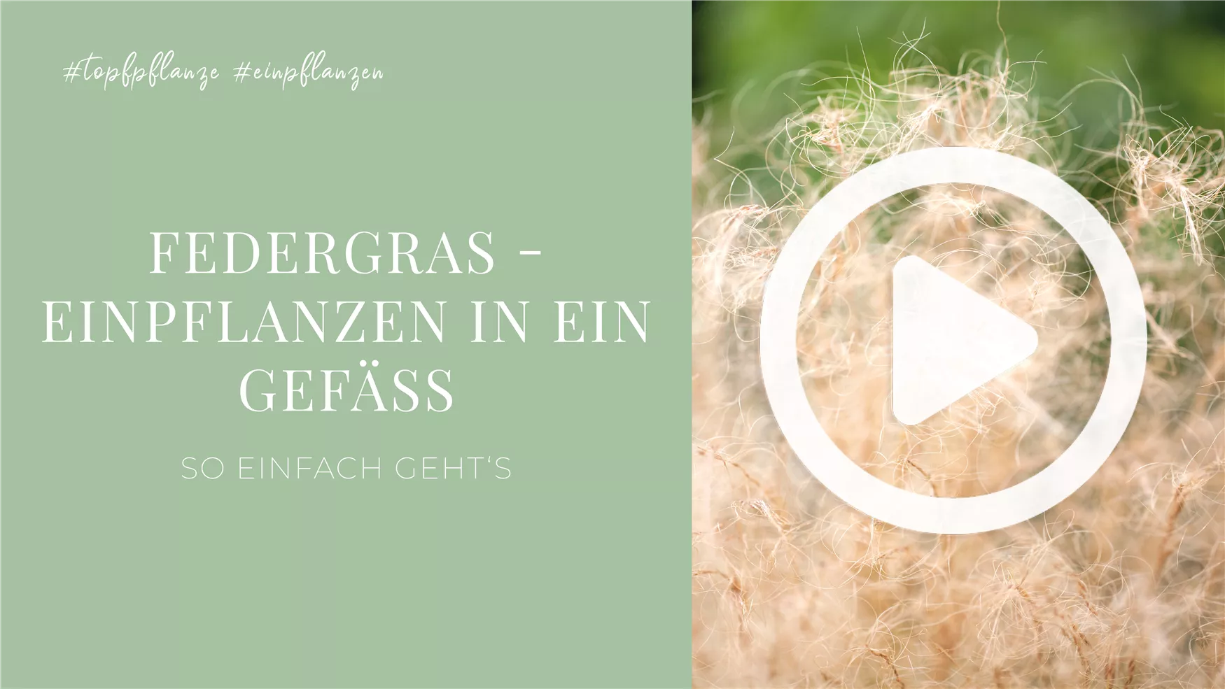 Federgras - Einpflanzen in ein Gefäß Federgras - Einpflanzen in ein Gefäß