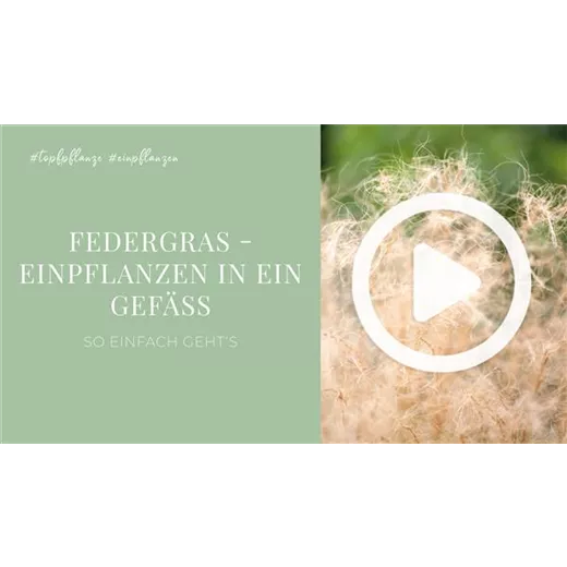 Federgras - Einpflanzen in ein Gefäß Federgras - Einpflanzen in ein Gefäß