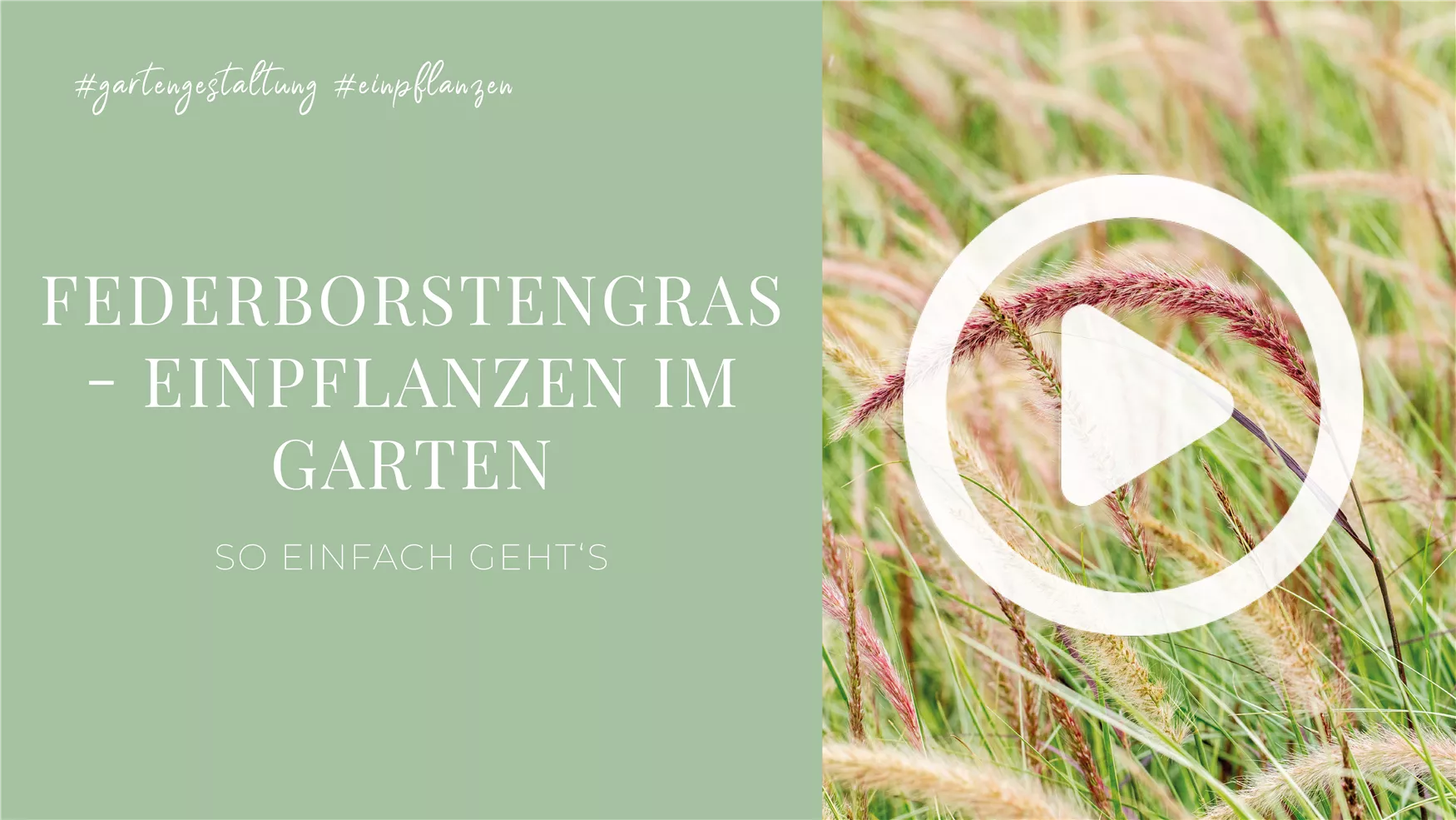 Federborstengras - Einpflanzen im Garten Federborstengras - Einpflanzen im Garten