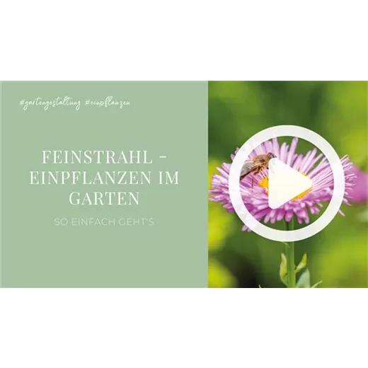 Feinstrahl - Einpflanzen im Garten Feinstrahl - Einpflanzen im Garten