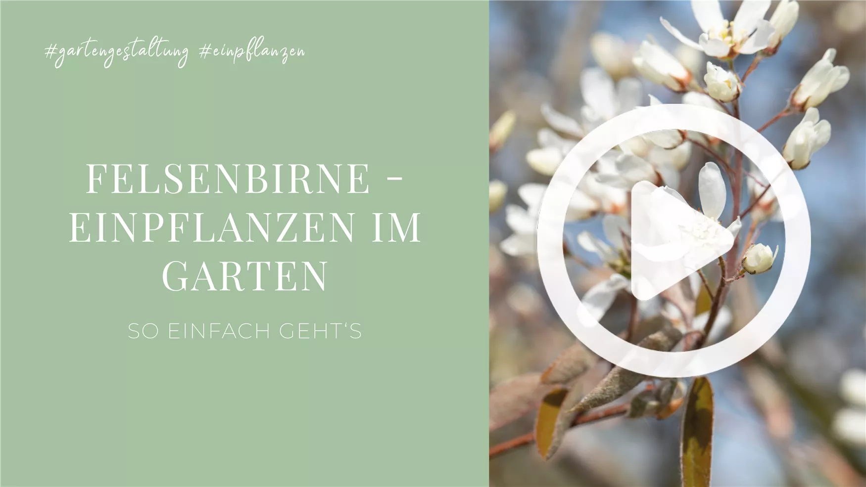 Felsenbirne - Einpflanzen im Garten Felsenbirne - Einpflanzen im Garten