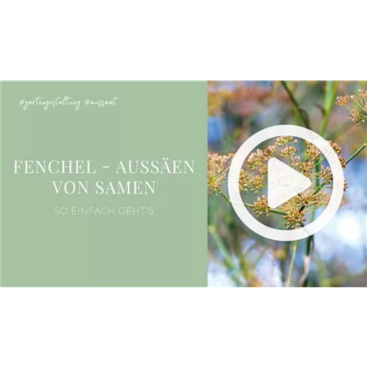 Fenchel - Aussäen von Samen Fenchel - Aussäen von Samen