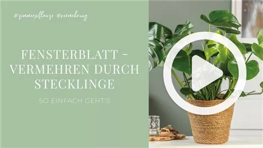 Fensterblatt - Vermehren durch Stecklinge Fensterblatt - Vermehren durch Stecklinge