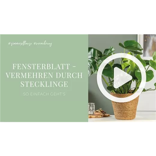 Fensterblatt - Vermehren durch Stecklinge Fensterblatt - Vermehren durch Stecklinge