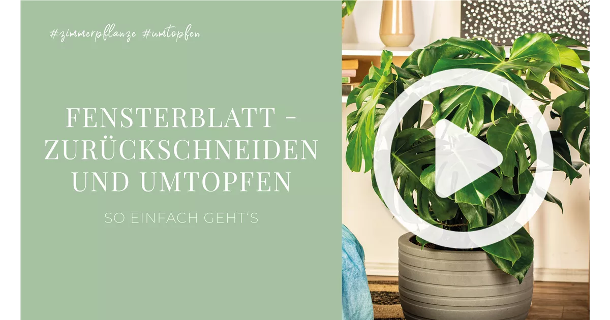 Fensterblatt - Zurckschneiden und Umtopfen