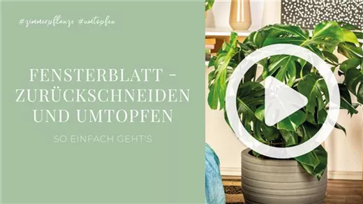 Fensterblatt - Zurückschneiden und Umtopfen