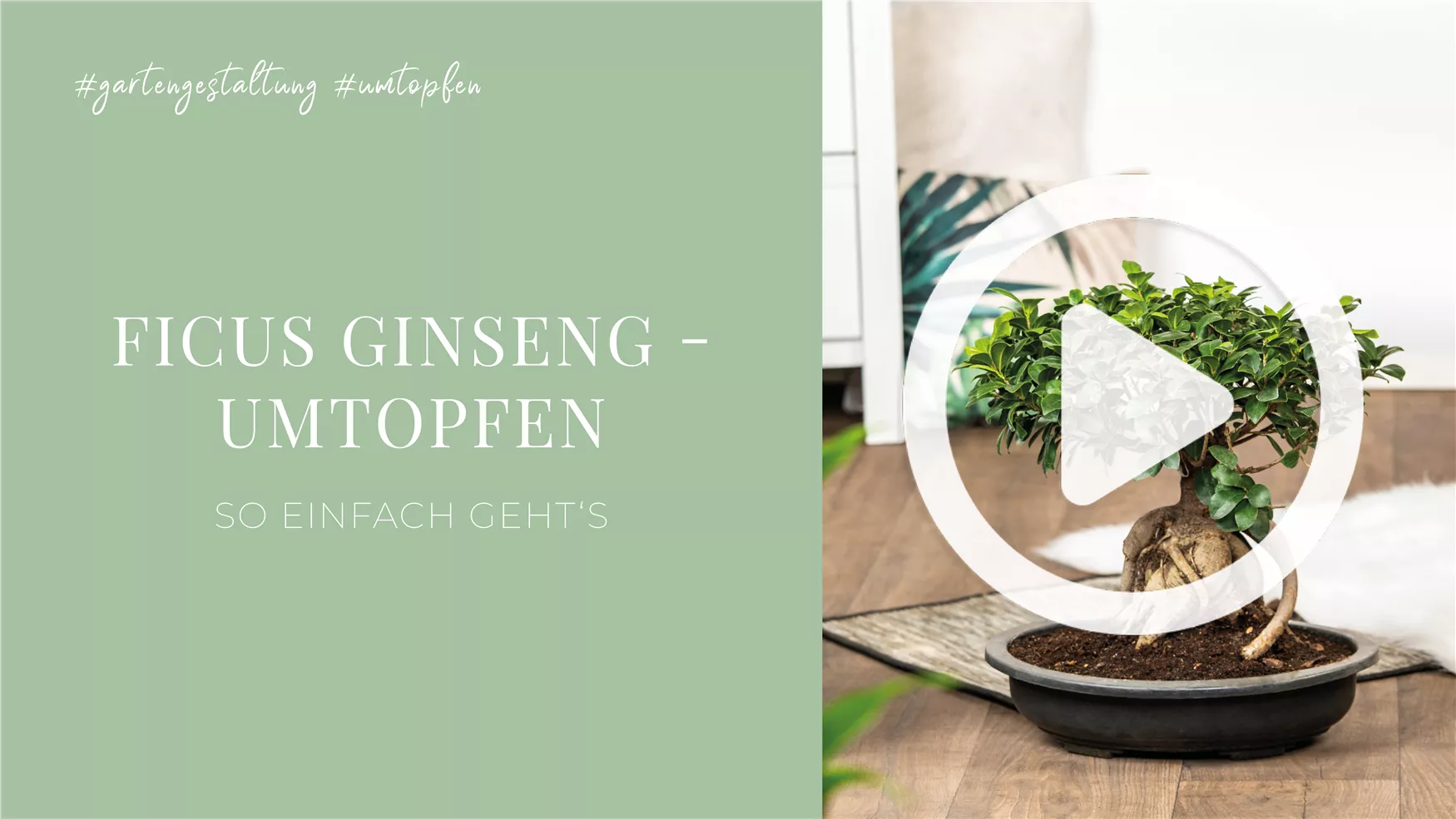 Ficus Ginseng - Umtopfen Ficus Ginseng - Umtopfen