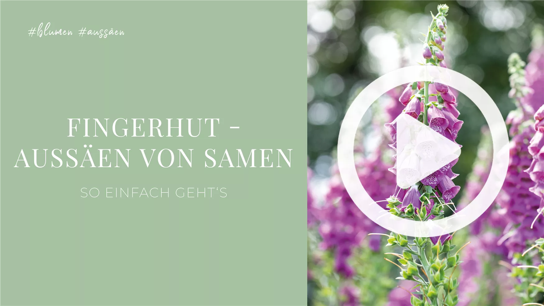 Fingerhut - Aussäen von Samen Fingerhut - Aussäen von Samen