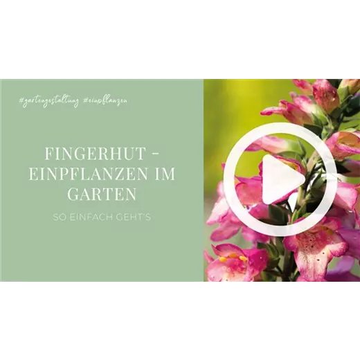 Fingerhut - Einpflanzen im Garten Fingerhut - Einpflanzen im Garten