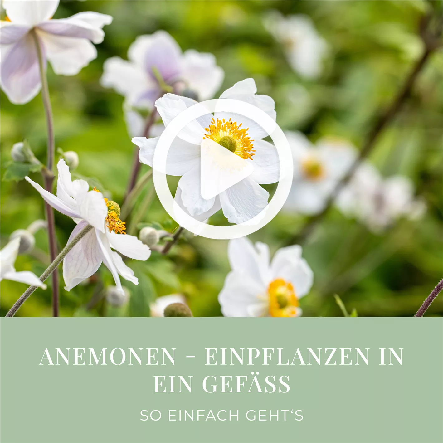 Anemonen - Einpflanzen in ein Gef