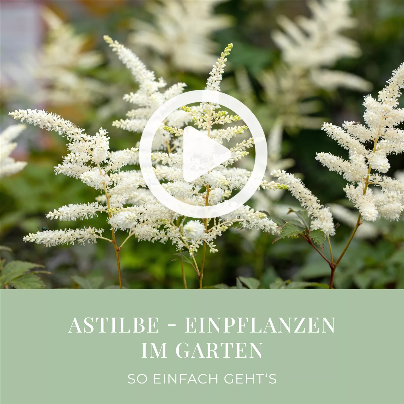 Astilbe - Einpflanzen im Garten
