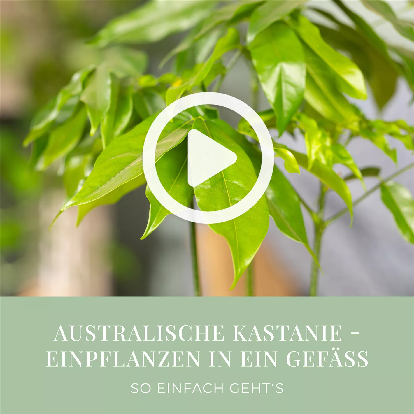 Australische Kastanie - Einpflanzen in ein Gef