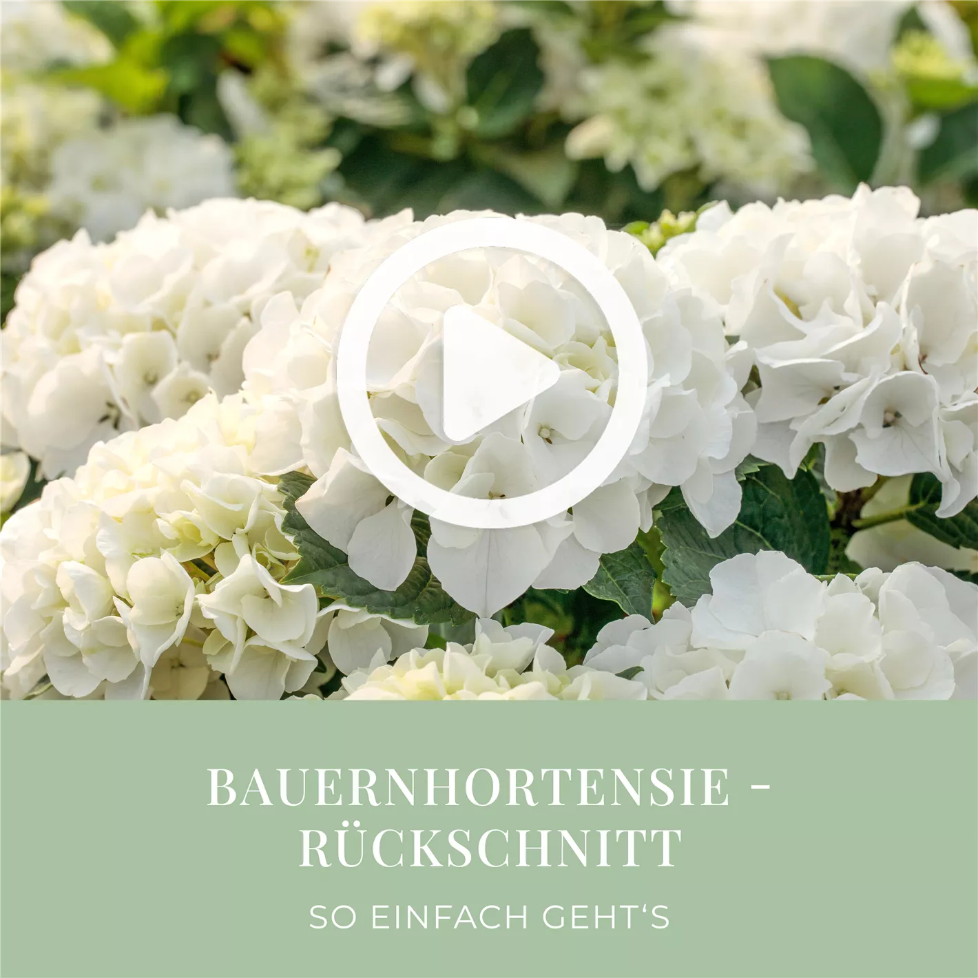 Passender Dnger fr Hortensien