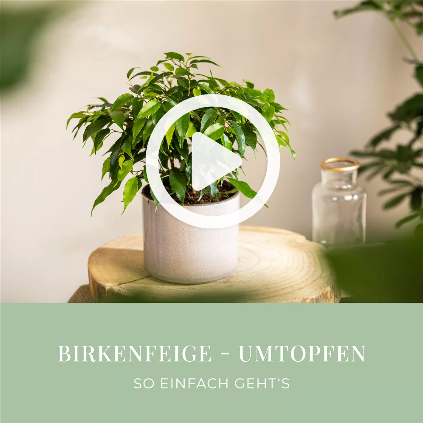 bonsai dünger hausmittel Bonsai Dünger von Flora Boost main image 1