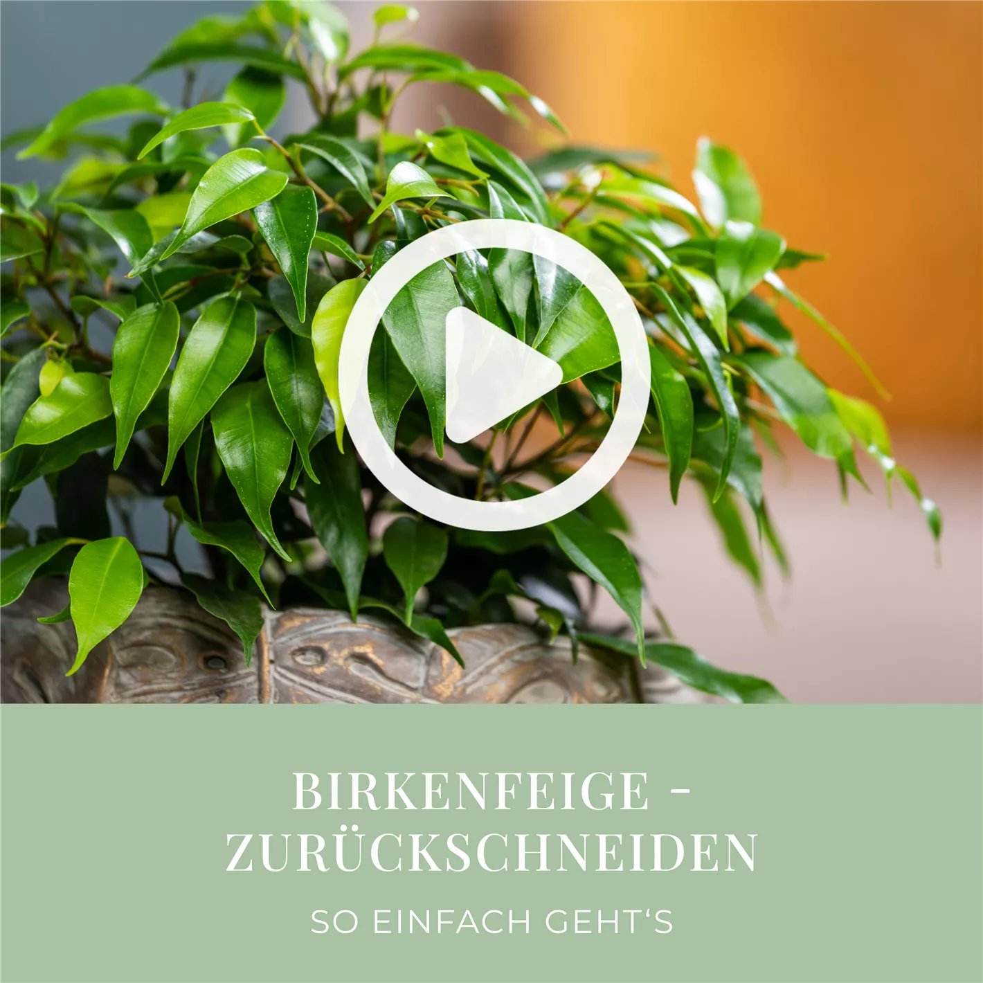 Birkenfeige - Zurckschneiden