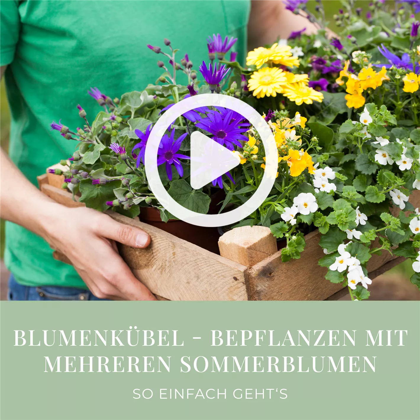 Sommerliche Bepflanzung fr Pflanzgefe