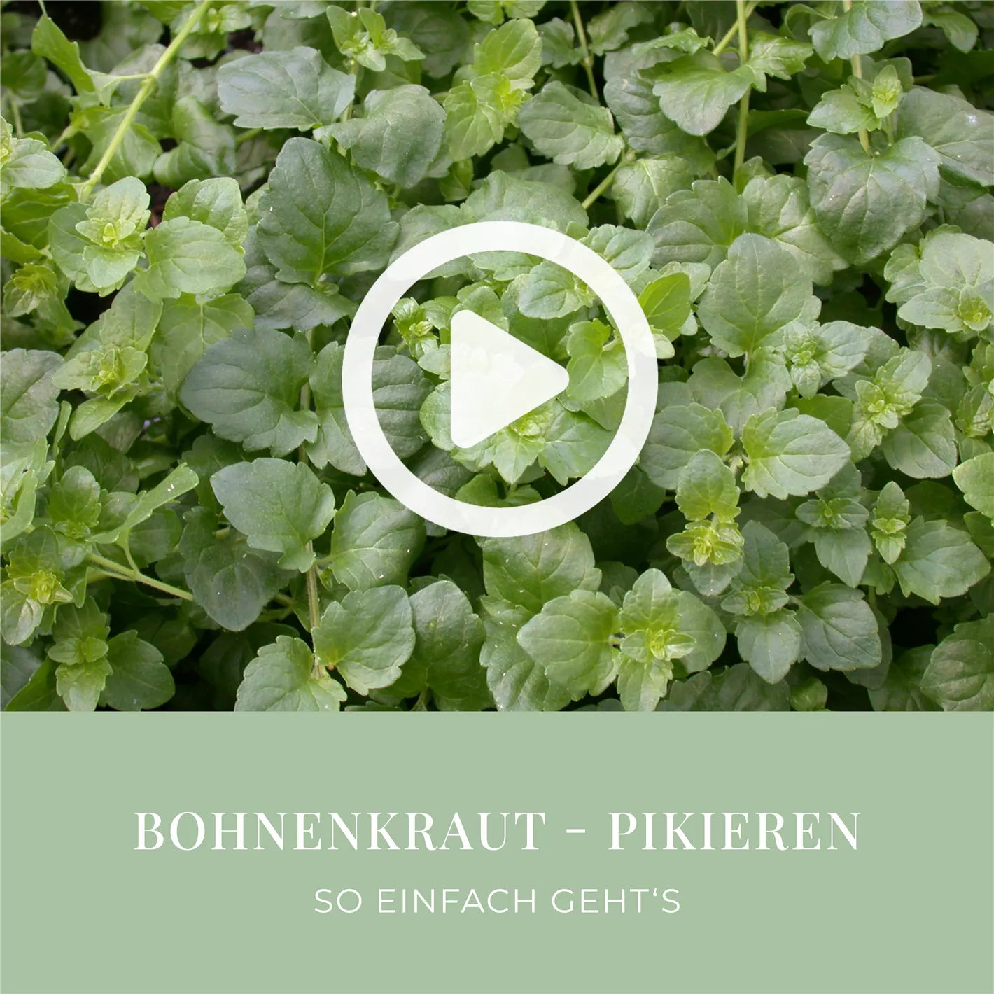 Bohnenkraut - Pikieren