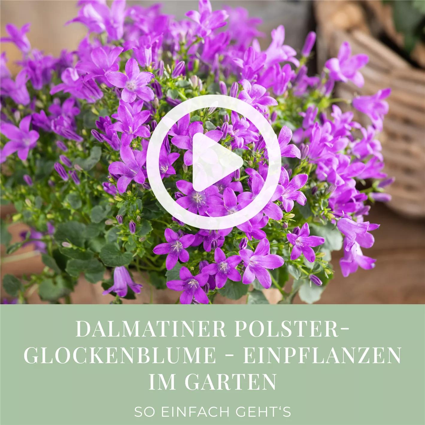 Dalmatiner Polster-Glockenblume - Einpflanzen im Garten