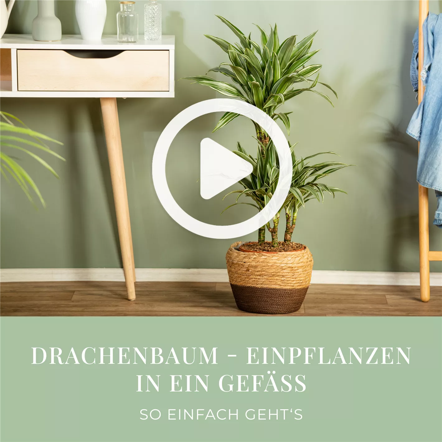 Was tun, wenn die Pflanzenerde schimmelt?