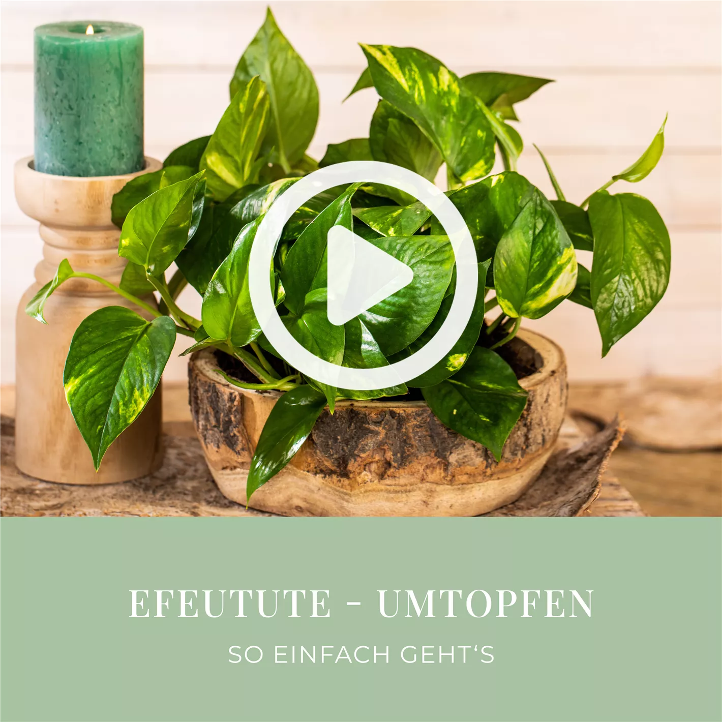 Efeutute - Umtopfen