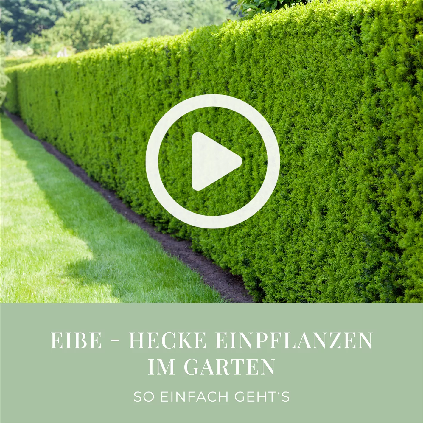 Eibe - Hecke einpflanzen im Garten