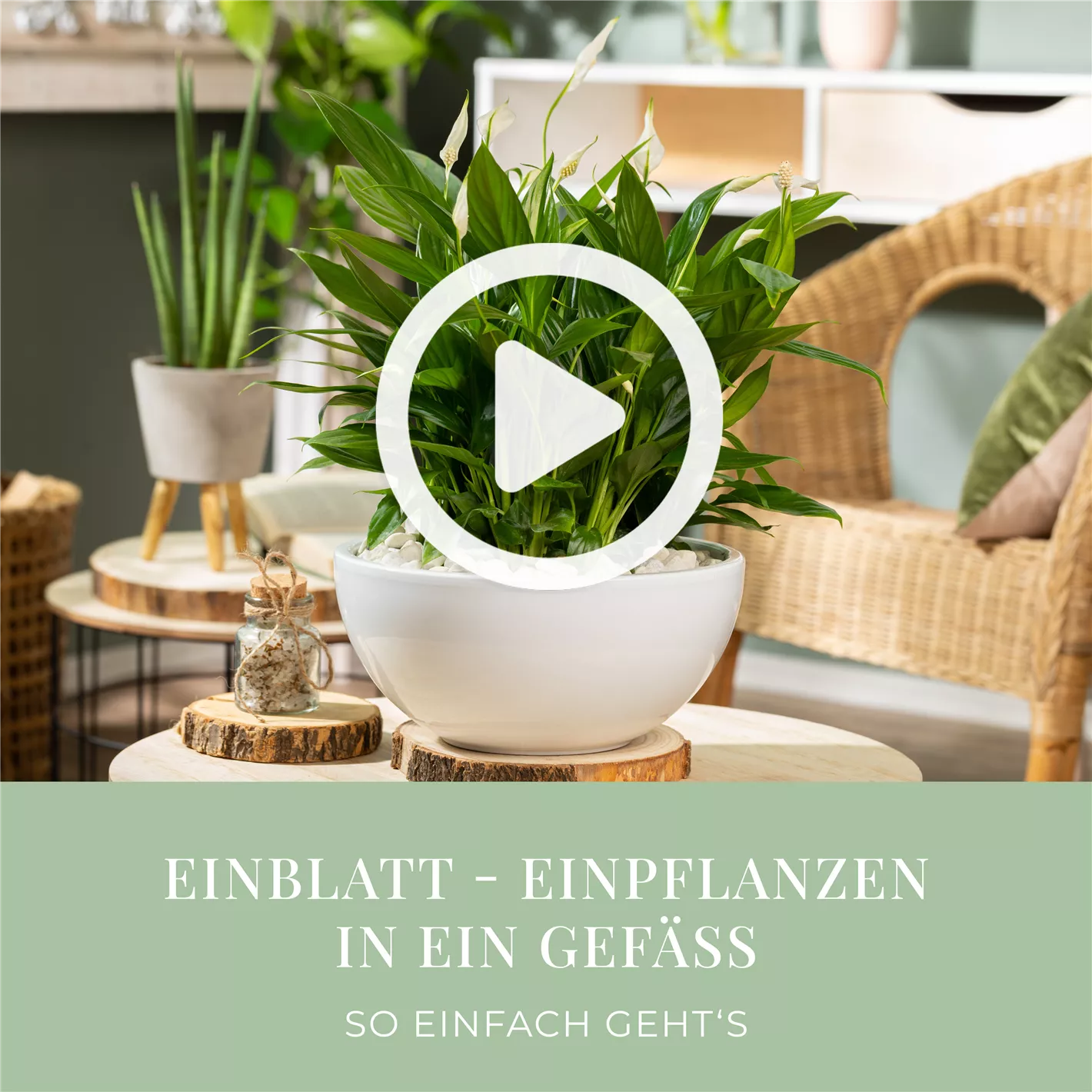 Einblatt - Einpflanzen in ein Gef