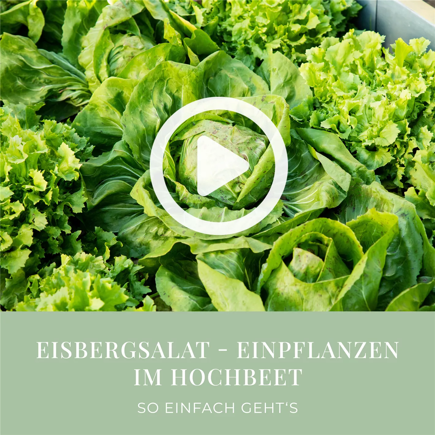guano dünger giftig 420Flow Guano Dünger – Organischer NPK-Pulverdünger für Cannabis main image 0