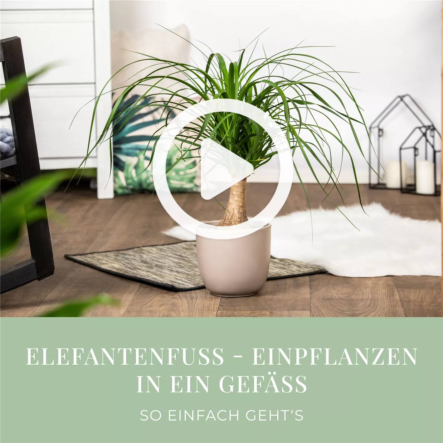 Elefantenfu - Einpflanzen in ein Gef