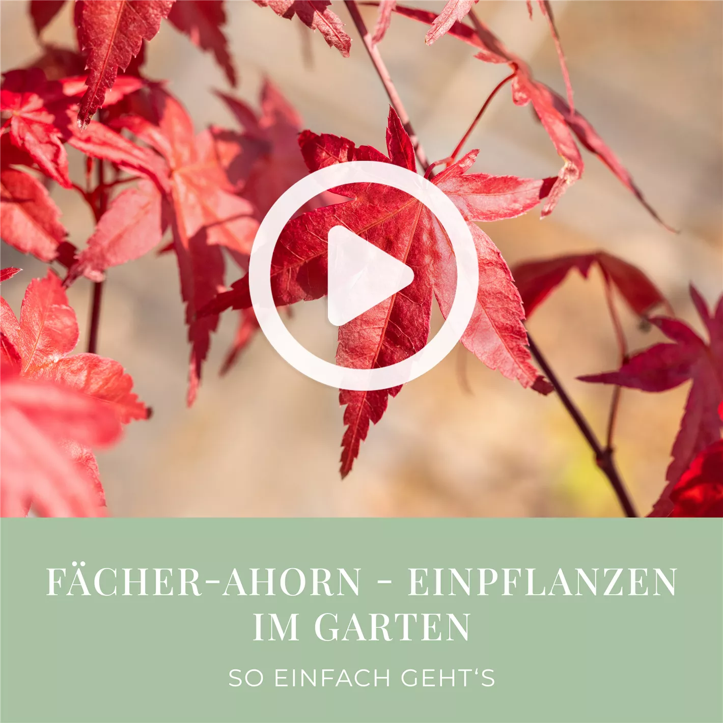 dünger für ananaspflanze Ananaspflanze kaufen | Bromelia main image 0