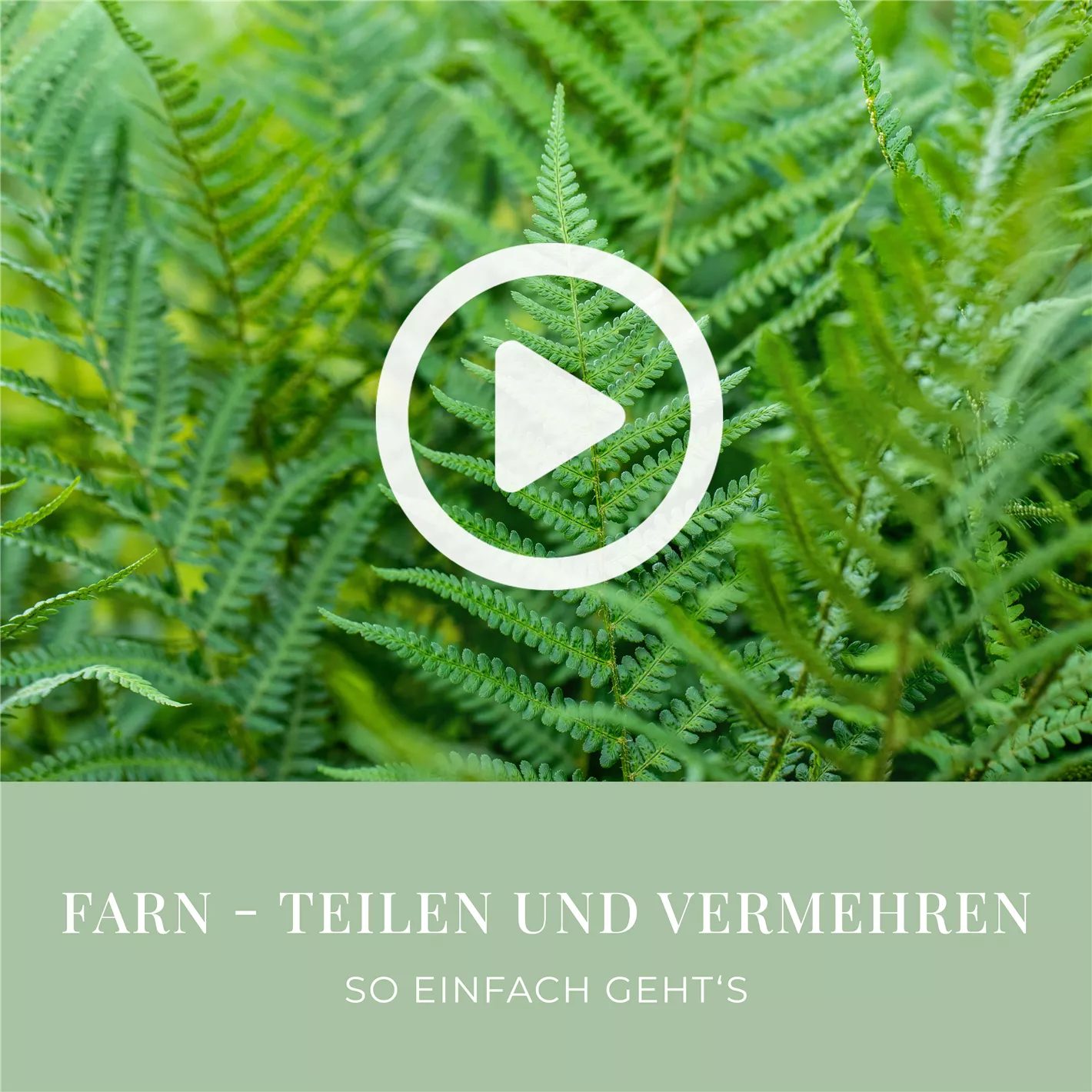 Farn - Teilen und Vermehren