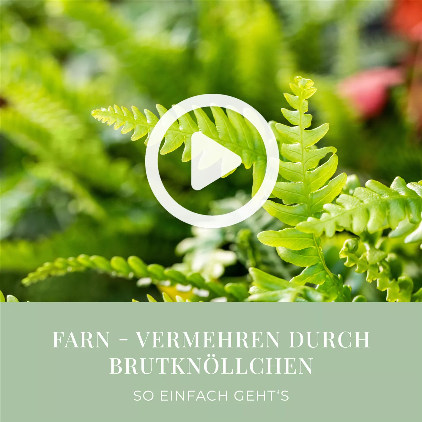 Farn - Vermehren durch Brutknllchen