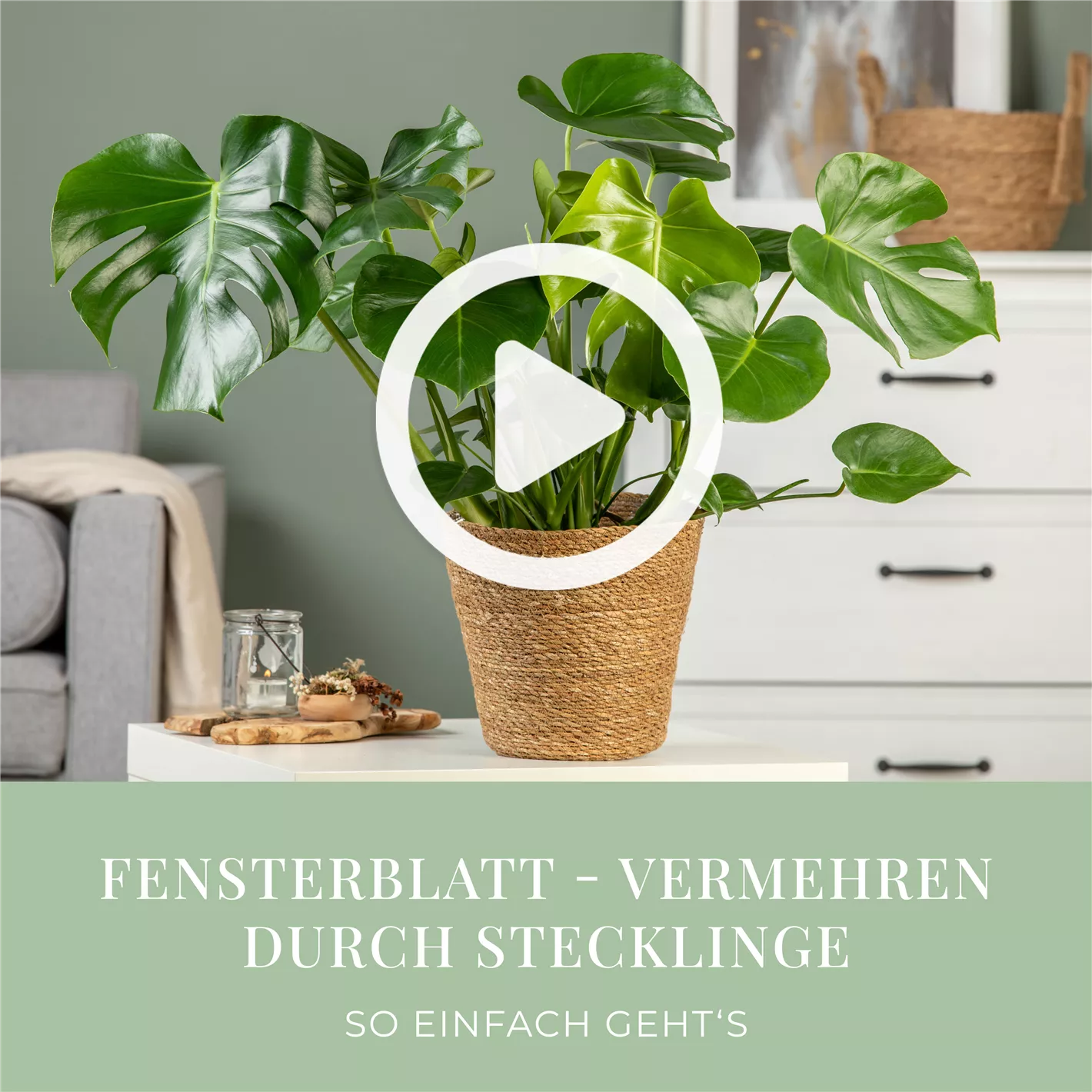 kentia palm indoor Kentia Palm | Unique Plants for Delivery