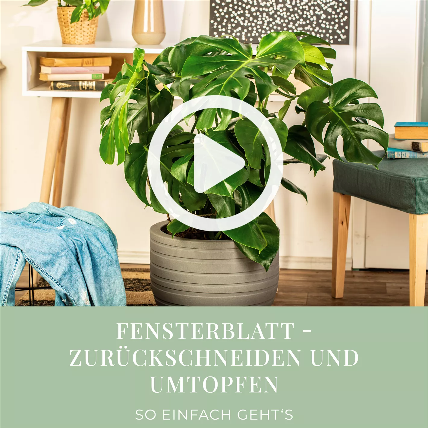 monstera deliciosa 100 cm 100cm Large Form Monstera Deliciosa (Swiss Cheese) – Bristol Plant Man main image 1