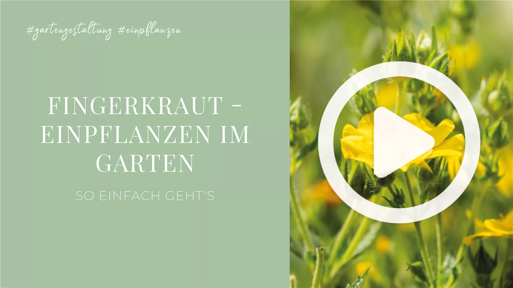 Fingerkraut - Einpflanzen im Garten Fingerkraut - Einpflanzen im Garten