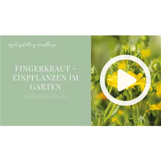 Fingerkraut - Einpflanzen im Garten Fingerkraut - Einpflanzen im Garten