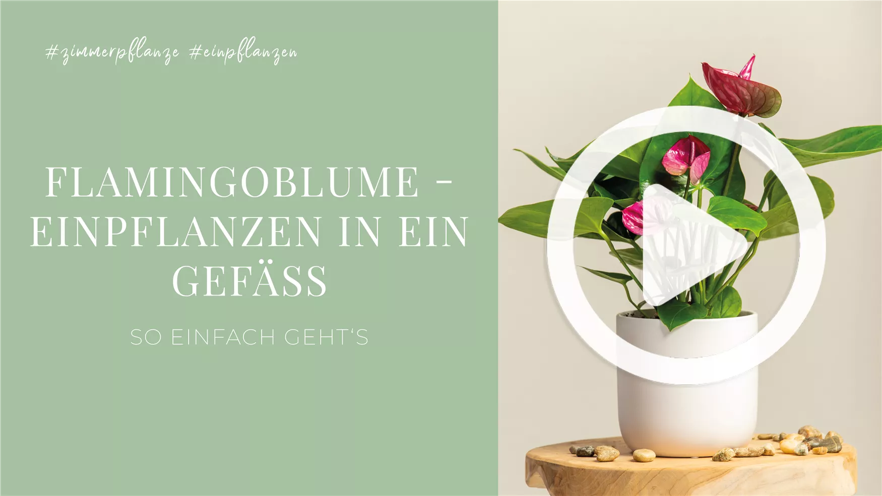 Flamingoblume - Einpflanzen in ein Gefäß Flamingoblume - Einpflanzen in ein Gefäß