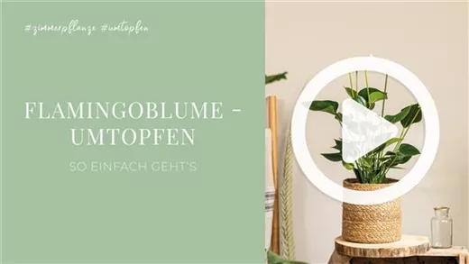 Flamingoblume - Umtopfen Flamingoblume - Umtopfen