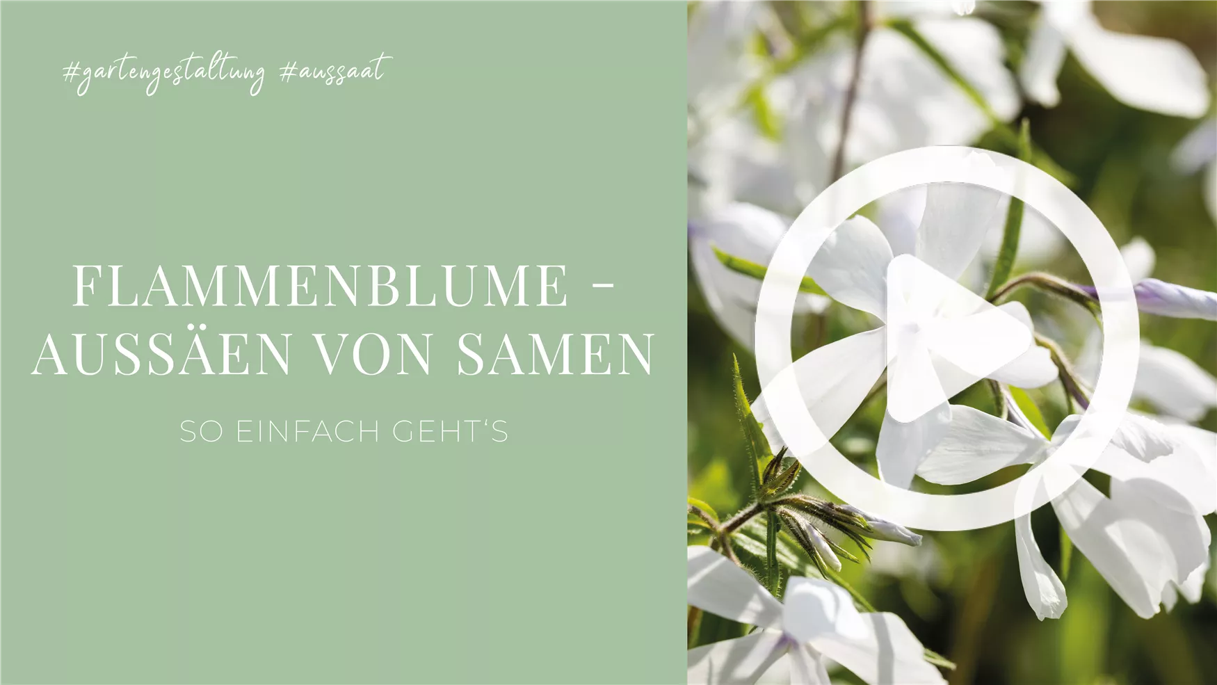 Flammenblume - Aussäen von Samen Flammenblume - Aussäen von Samen