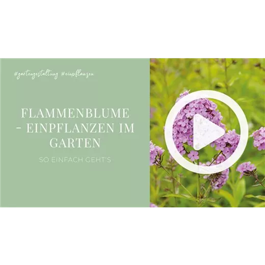 Flammenblume - Einpflanzen im Garten Flammenblume - Einpflanzen im Garten