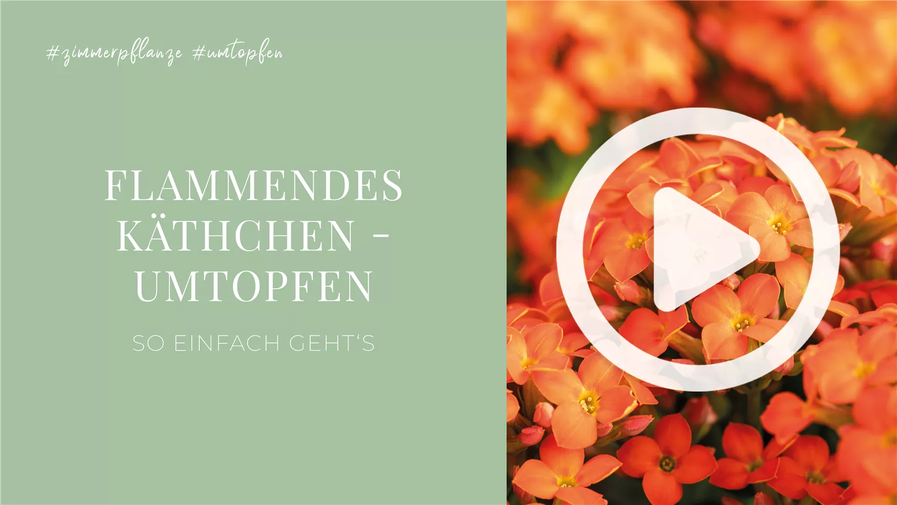 Flammendes Käthchen - Umtopfen Flammendes Käthchen - Umtopfen