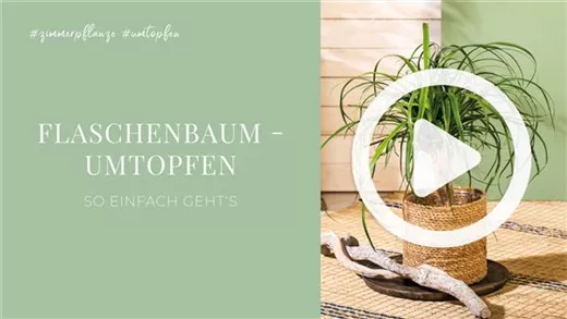 Flaschenbaum - Umtopfen
