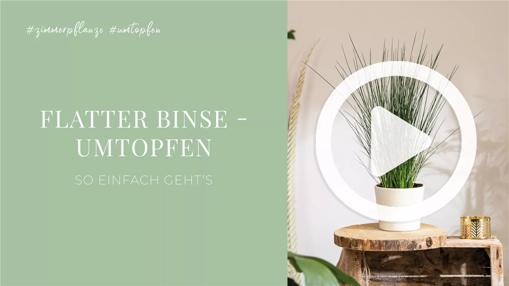 Flatter Binse - Umtopfen Flatter Binse - Umtopfen